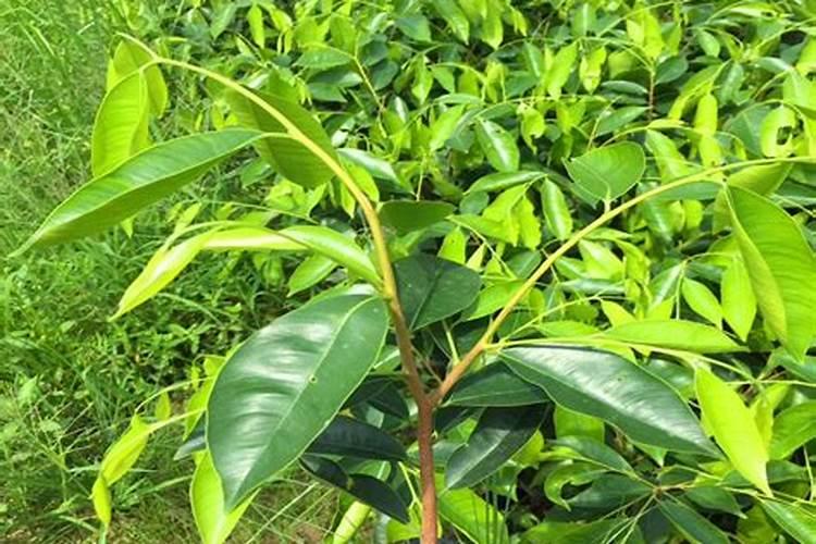 盆我桔子树开花结果期要施肥吗