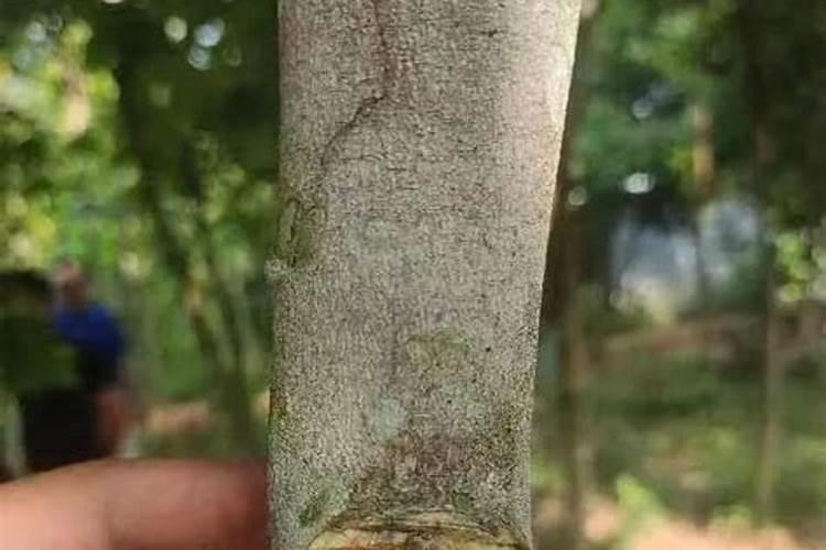 奇楠沉香叶面肥什么时候打效果好