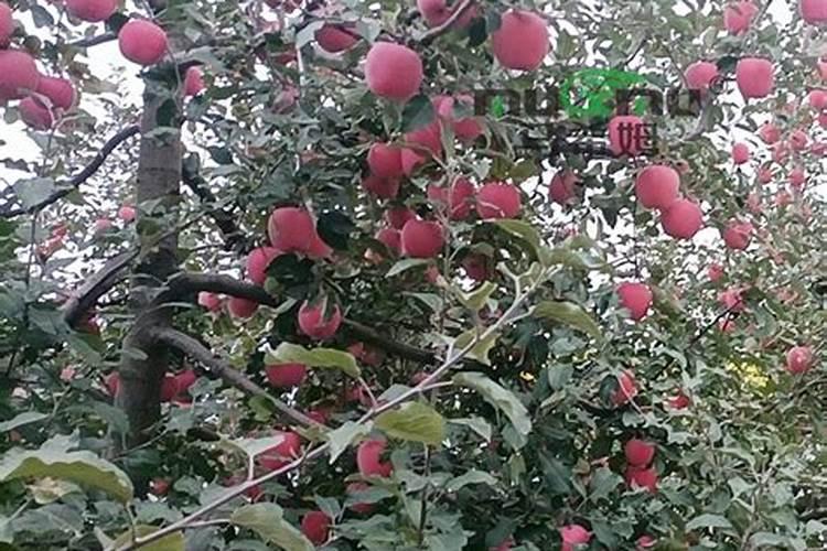 苹果几月份打硼好