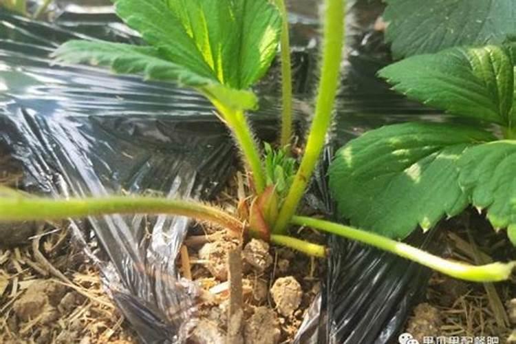 十月份草莓怎样施肥打药