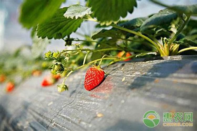 草莓在我国有着非常大的种植面积,在草莓膨果期的时候该用什么肥呢？