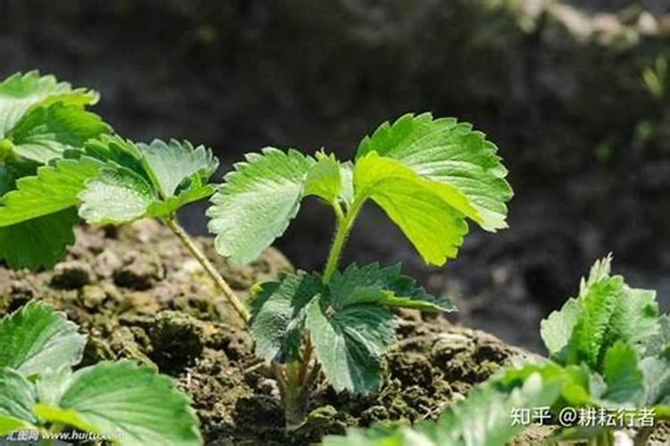 芸苔素产品很多,那些在果树上用好
