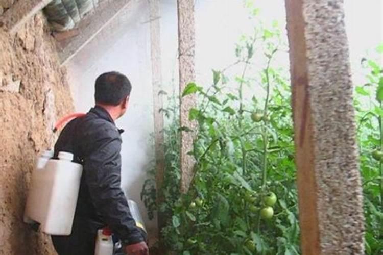 请问给温室里的植物喷洒叶面肥,阴天或者下雨天气行不行？