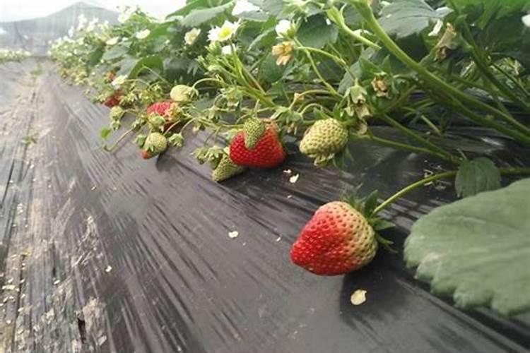 几种化肥的鉴定