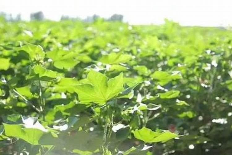 硫酸钾肥适合种植什么 硫酸钾肥适合种植哪种作物