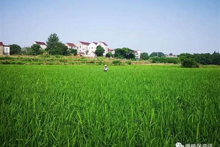 小麦灌浆期打什么叶面肥
