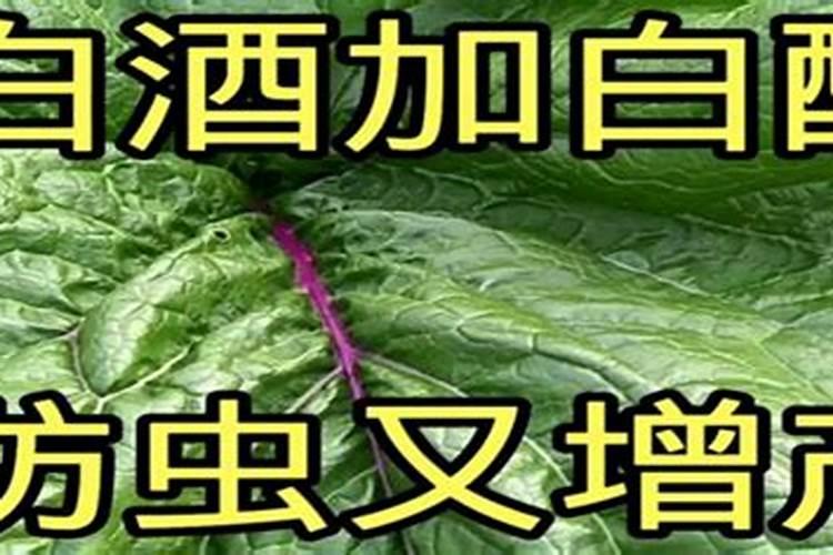 红豆绿豆为何不属于豆制品