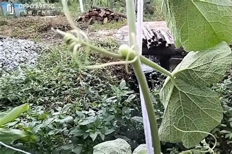 百香果叶子发黄萎缩要用什么药