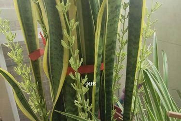 虎皮令箭的养殖方法和注意事项