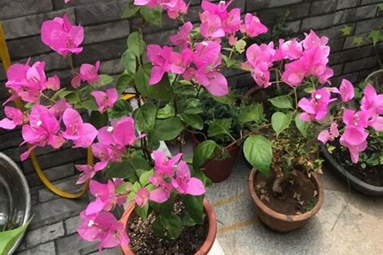 蔬菜缺硼的症状是？