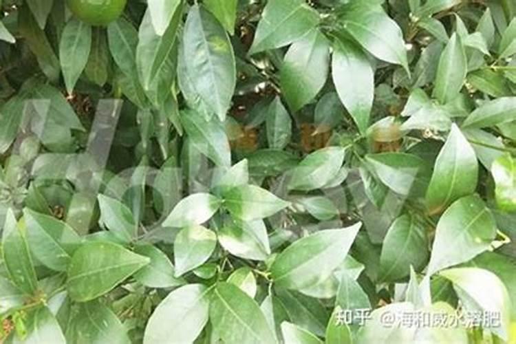 九池乡的乡镇特色