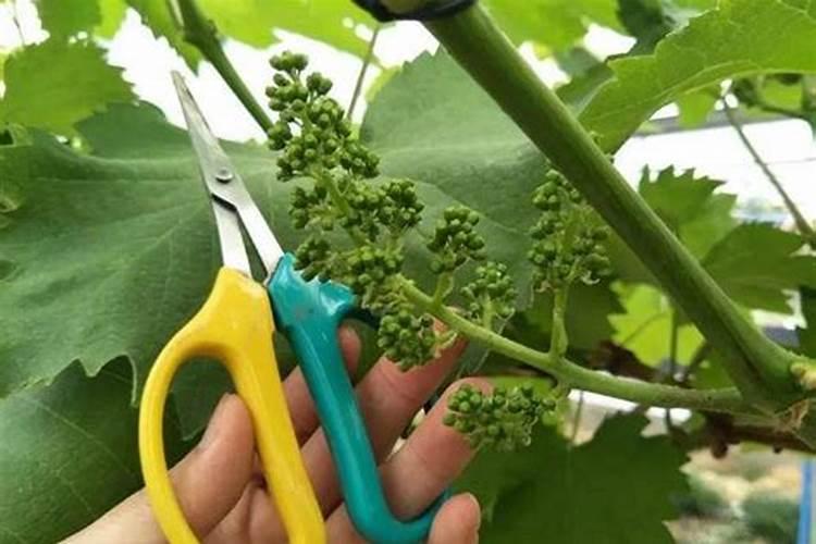 哪些蔬菜含有较大量的粗纤维