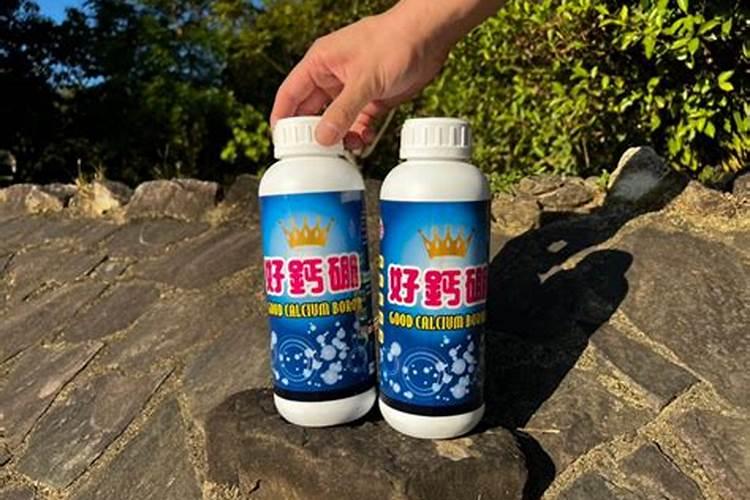 散尾葵怎么施肥最好,散尾葵用什么肥料(腐熟液肥)