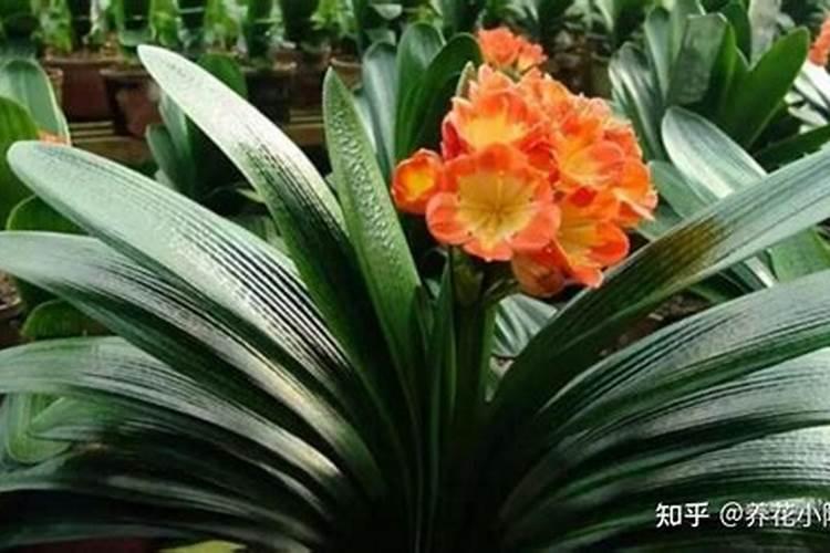硫酸钾加醋浇花好吗