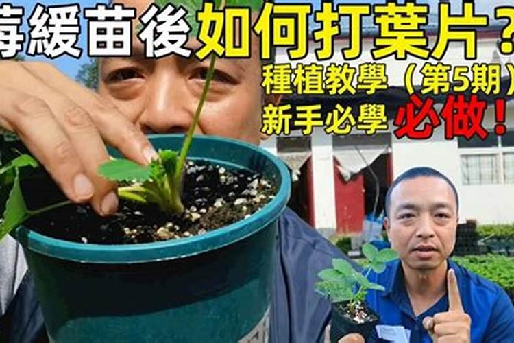 草莓用什么叶面肥