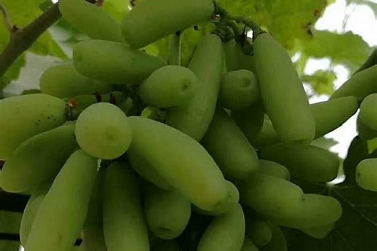 葡萄用什么肥料最好