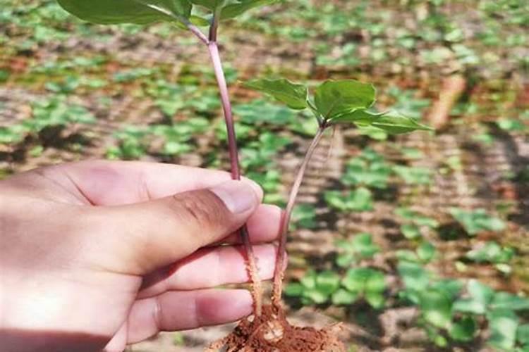 水稻钾肥怎样施用能取得明显的增产作用