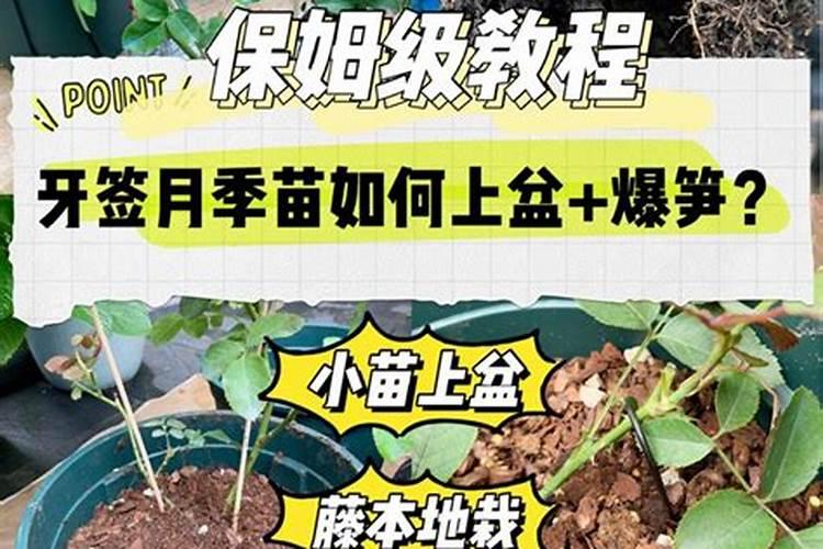 尿素可以浇多肉吗