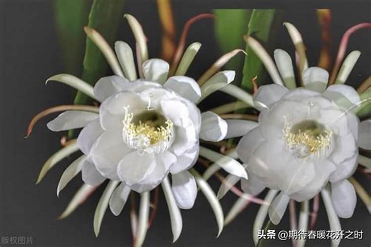 变色龙吃什么？