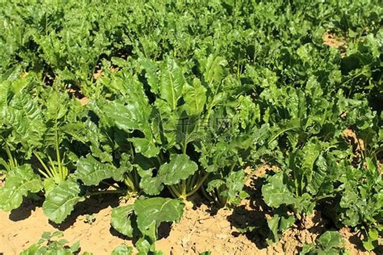夏秋季栽培小型西瓜定植后的管理方法是什么