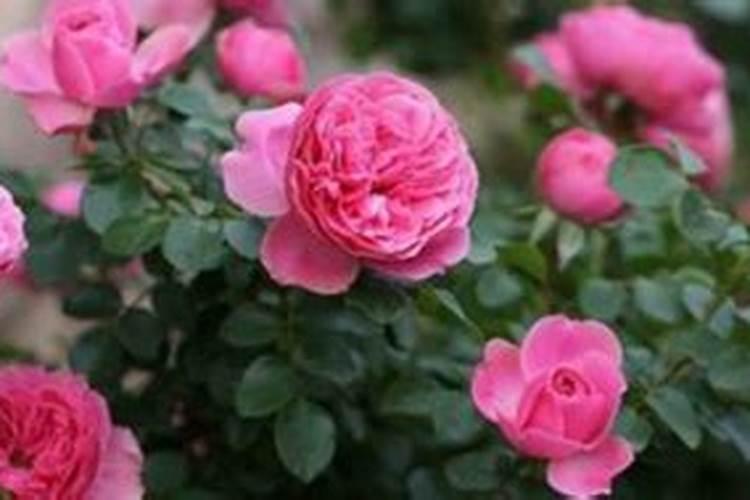 要想月季花快速冒笋芽该怎么养护