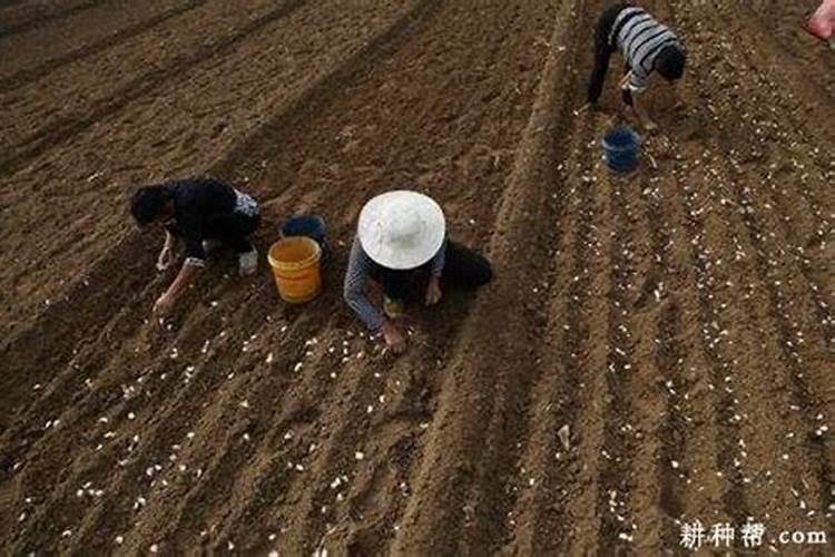 大蒜一亩地上多少肥料为合适