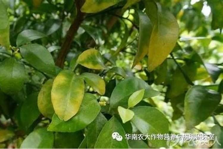 盆栽橘子结果要不要施肥(盆栽橘子结果要不要施肥？揭秘盆栽橘子施肥技 ...