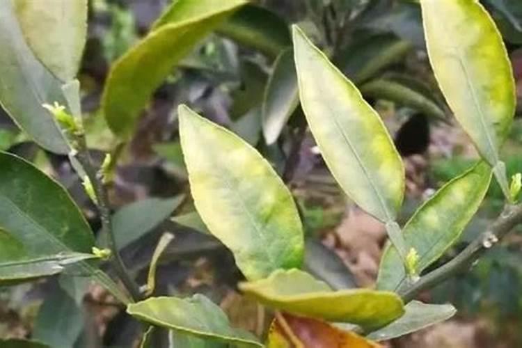 种植柑橘有哪些施肥方法