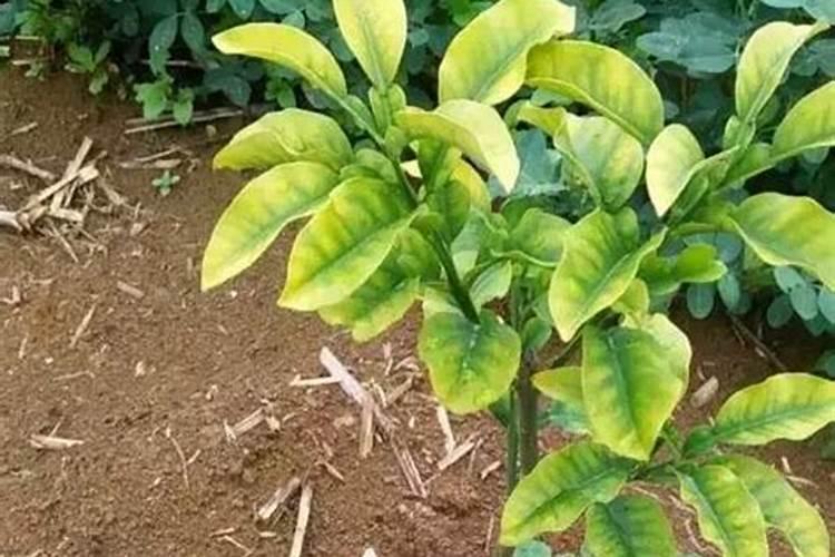 磷肥钾肥氮肥对植物有什么作用