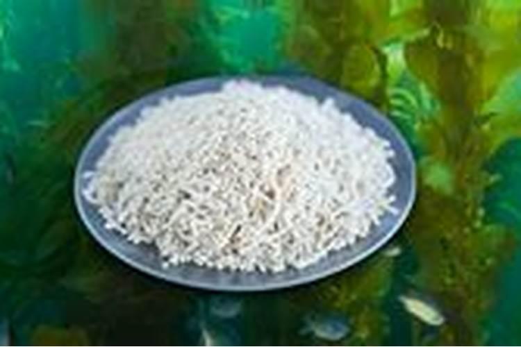 海藻肥适合什么植物施用!效果怎么样？