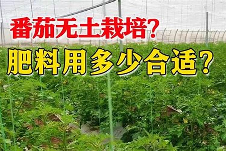 西红柿施肥时间及方法