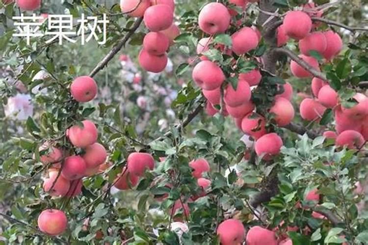 一年苹果树施什么肥比较好？