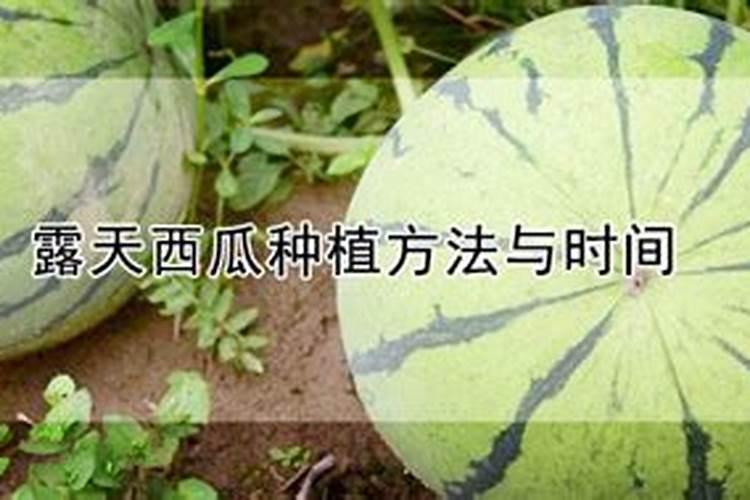 露天西瓜的茎蔓怎么提高它的粗壮叶子宽大