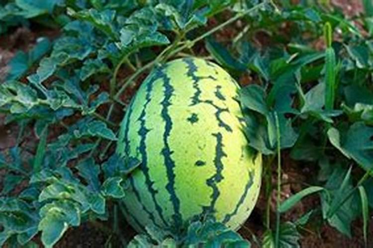 西瓜施什么水溶肥？