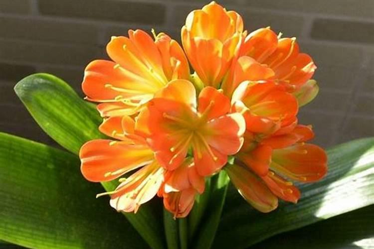 君子兰怎么养能多开花？