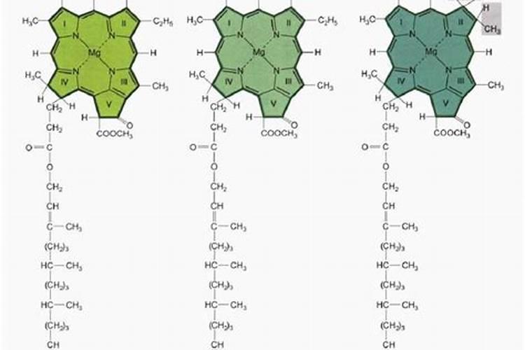 叶绿素能起到什么作用