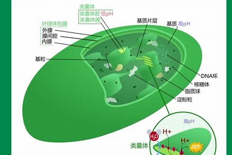 叶绿素的作用高中生物