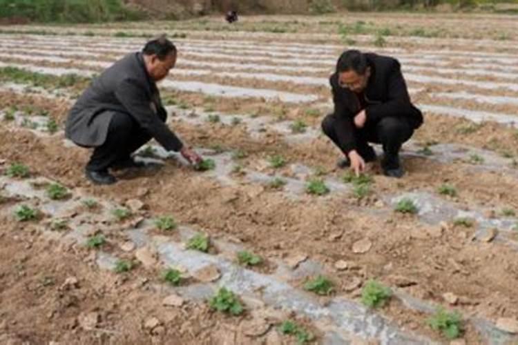 荔枝树用什么肥料最好