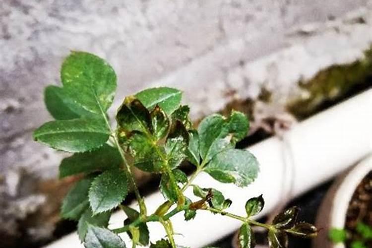 香瓜在栽培过程中,施氮肥过多会有哪些症状？
