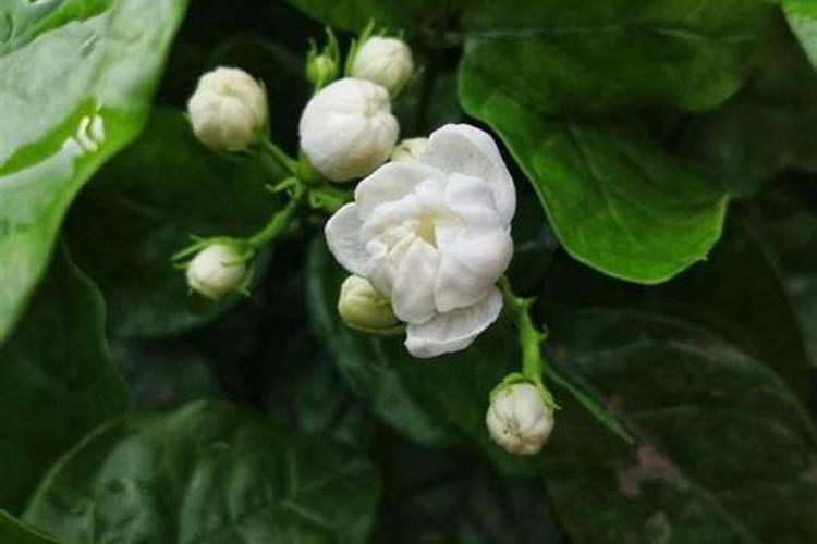 春季养茉莉花如何促根