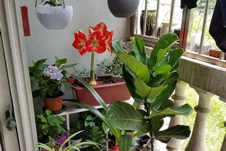 北方苹果树是否适合施肥牛粪