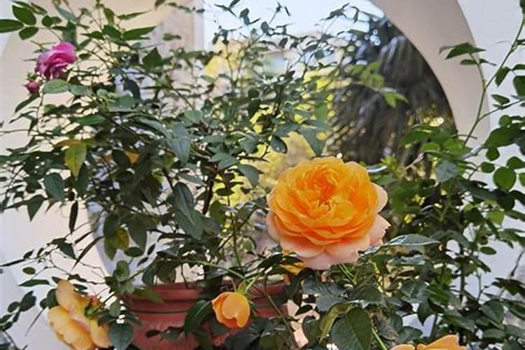 青蒿种子播种后多长时间发芽 发芽温度