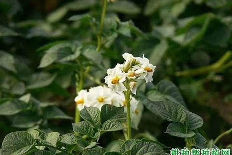马铃薯施肥的要点是什么？需要注意些什么