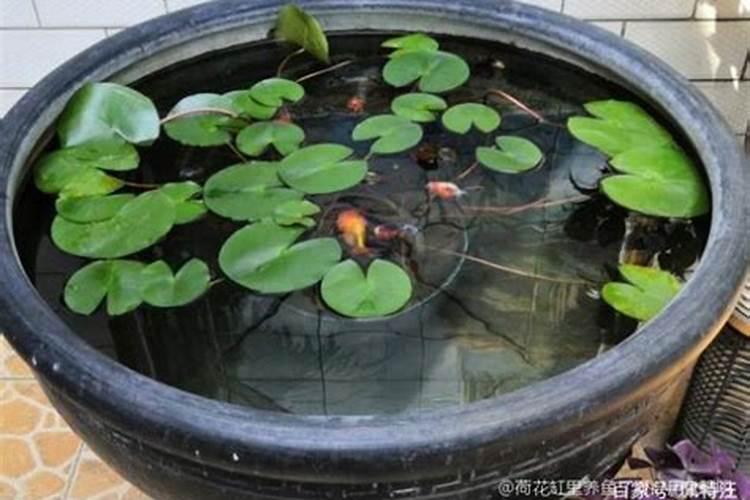 荷花叶子发黄怎么回事