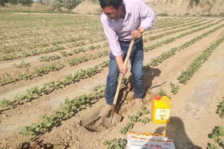 种植油菜为什么要施硼肥油菜啥时候施硼肥好