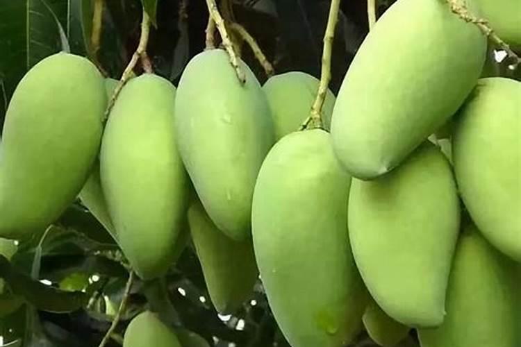 芒果树结果期怎样施肥