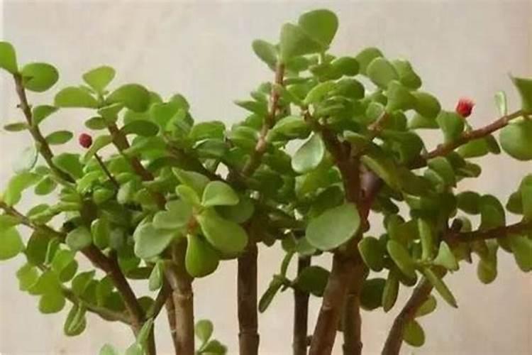作物缺硅症状