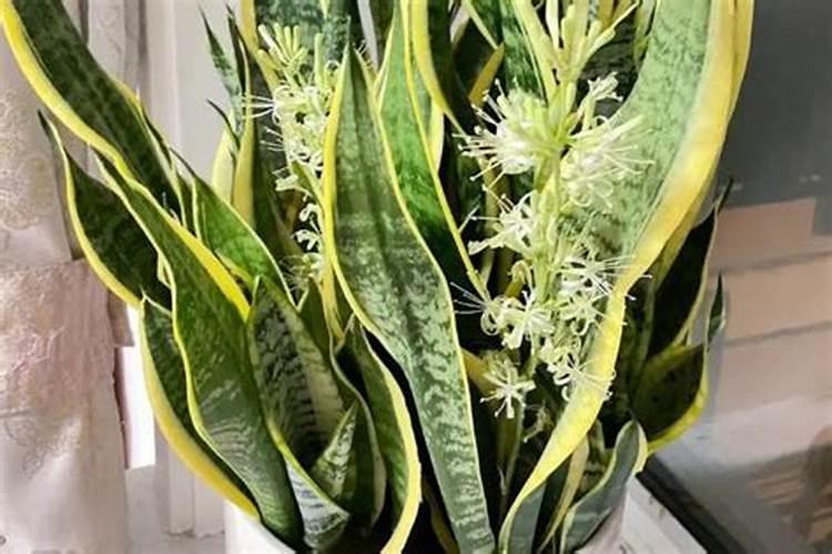 金银花树怎么养殖方法