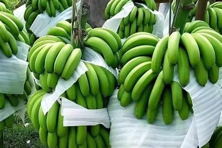 你好,请问玉米专用肥黄豆使用可以吗？