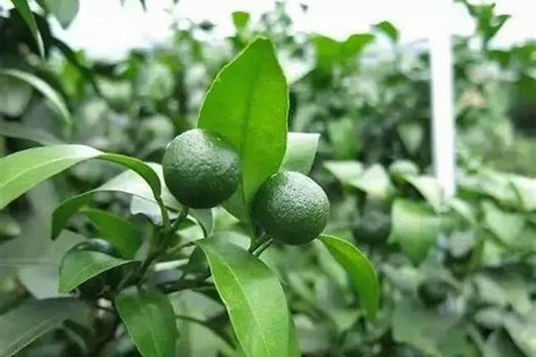 植物生病了,比如烂根.叶子黄==应该用什么方法救治啊？ 有人告诉我说种植...